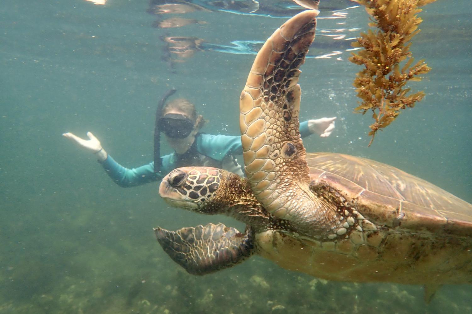 一名<a href='http://zde6k.aboveallcarservice.com'>bv伟德ios下载</a>学生在Galápagos群岛游学途中与一只巨龟游泳.